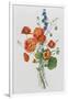 Botanical Study of Poppies, c.1850-null-Framed Giclee Print