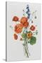 Botanical Study of Poppies, c.1850-null-Stretched Canvas