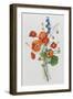 Botanical Study of Poppies, c.1850-null-Framed Giclee Print