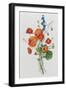 Botanical Study of Poppies, c.1850-null-Framed Giclee Print