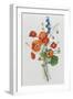 Botanical Study of Poppies, c.1850-null-Framed Giclee Print