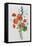 Botanical Study of Poppies, c.1850-null-Framed Stretched Canvas