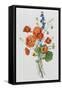 Botanical Study of Poppies, c.1850-null-Framed Stretched Canvas