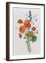 Botanical Study of Poppies, c.1850-null-Framed Giclee Print