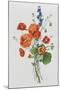 Botanical Study of Poppies, c.1850-null-Mounted Giclee Print