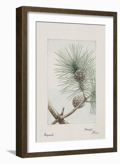 Botanical Study - Pine-Megata Morikaga-Framed Giclee Print