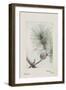 Botanical Study - Pine-Megata Morikaga-Framed Giclee Print