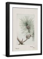 Botanical Study - Pine-Megata Morikaga-Framed Giclee Print