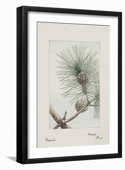 Botanical Study - Pine-Megata Morikaga-Framed Giclee Print