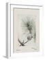 Botanical Study - Pine-Megata Morikaga-Framed Giclee Print