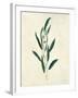 Botanical Study V-Julia Purinton-Framed Art Print