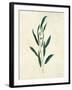 Botanical Study V-Julia Purinton-Framed Art Print