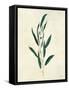 Botanical Study V-Julia Purinton-Framed Stretched Canvas