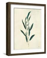 Botanical Study V-Julia Purinton-Framed Art Print