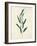 Botanical Study V-Julia Purinton-Framed Art Print