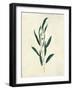 Botanical Study V-Julia Purinton-Framed Art Print