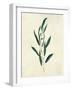 Botanical Study V-Julia Purinton-Framed Art Print