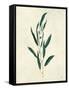 Botanical Study V-Julia Purinton-Framed Stretched Canvas