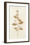 Botanical Study VIII Gold-Julia Purinton-Framed Art Print