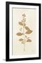 Botanical Study VIII Gold-Julia Purinton-Framed Art Print