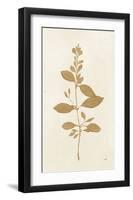 Botanical Study VIII Gold-Julia Purinton-Framed Art Print