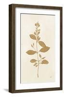 Botanical Study VIII Gold-Julia Purinton-Framed Art Print