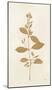 Botanical Study VIII Gold-Julia Purinton-Mounted Art Print