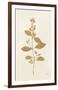 Botanical Study VIII Gold-Julia Purinton-Framed Art Print