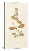 Botanical Study VIII Gold-Julia Purinton-Stretched Canvas