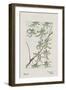 Botanical Study - Willow-Megata Morikaga-Framed Giclee Print