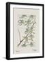 Botanical Study - Willow-Megata Morikaga-Framed Giclee Print