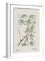 Botanical Study - Willow-Megata Morikaga-Framed Giclee Print