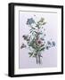 Botanical Study with Plumbago, c.1850-null-Framed Giclee Print