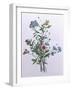 Botanical Study with Plumbago, c.1850-null-Framed Giclee Print