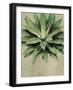 Botanical Study-The Vintage Collection-Framed Giclee Print