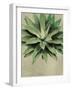 Botanical Study-The Vintage Collection-Framed Giclee Print