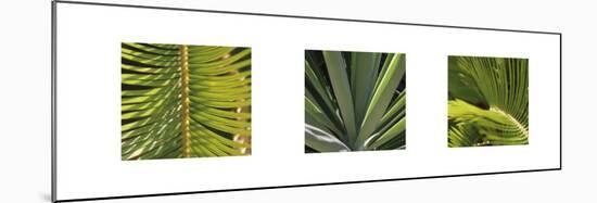 Botanical Triptych II-Tony Koukos-Mounted Art Print