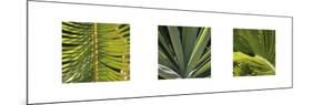 Botanical Triptych II-Tony Koukos-Mounted Art Print