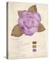 Botanical Wash I-Belle Poesia-Stretched Canvas