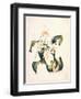 Botanical Watercolour: Orchid, Coelogyne Interrupta-Samuel Holden-Framed Giclee Print