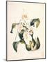 Botanical Watercolour: Orchid, Coelogyne Interrupta-Samuel Holden-Mounted Giclee Print