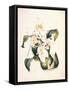 Botanical Watercolour: Orchid, Coelogyne Interrupta-Samuel Holden-Framed Stretched Canvas