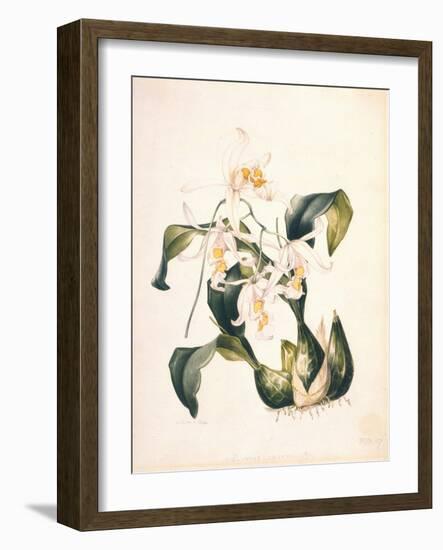 Botanical Watercolour: Orchid, Coelogyne Interrupta-Samuel Holden-Framed Giclee Print