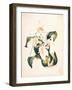 Botanical Watercolour: Orchid, Coelogyne Interrupta-Samuel Holden-Framed Giclee Print