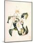 Botanical Watercolour: Orchid, Coelogyne Interrupta-Samuel Holden-Mounted Giclee Print