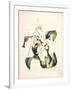 Botanical Watercolour: Orchid, Coelogyne Interrupta-Samuel Holden-Framed Giclee Print