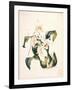 Botanical Watercolour: Orchid, Coelogyne Interrupta-Samuel Holden-Framed Giclee Print