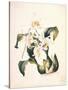 Botanical Watercolour: Orchid, Coelogyne Interrupta-Samuel Holden-Stretched Canvas