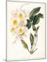 Botanical Watercolour: Orchid, Dendrobium Farmerii-Samuel Holden-Mounted Giclee Print