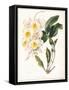 Botanical Watercolour: Orchid, Dendrobium Farmerii-Samuel Holden-Framed Stretched Canvas
